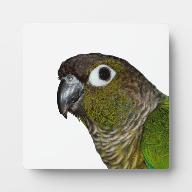 Green Cheeked Conure Fotoplatte (Vorderseite)
