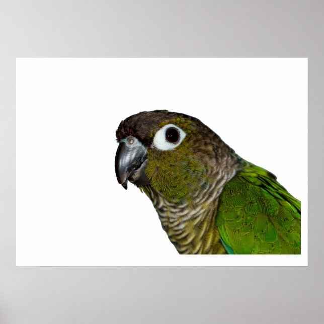 Green Cheeked Conure Poster (Vorne)