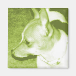 Green Chihuahua Pop Magnet für Kultur