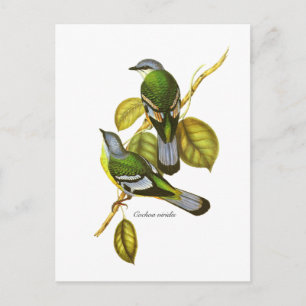 Green Cochoa Postkarte