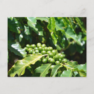 Green Coffee Berries Postcard Postkarte