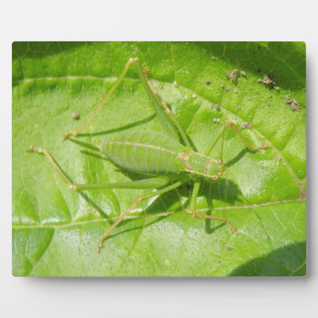 Green Cricket Camouflage Plaque Fotoplatte (Vorderseite)