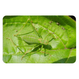 Green Cricket Camouflage Premium Magnet