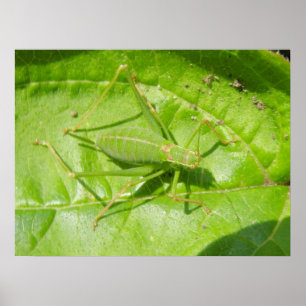 Green Cricket Camouflage Print Poster