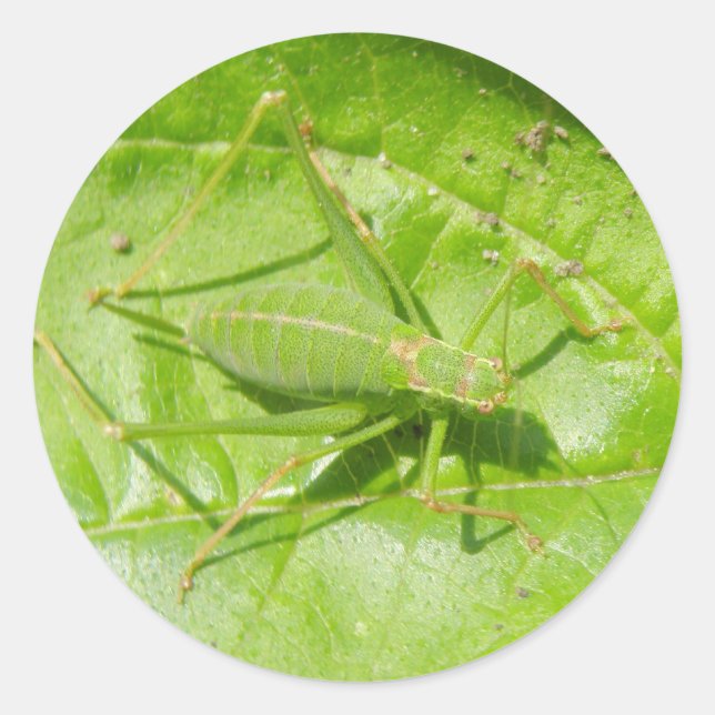 Green Cricket Camouflage Stickers (Vorderseite)