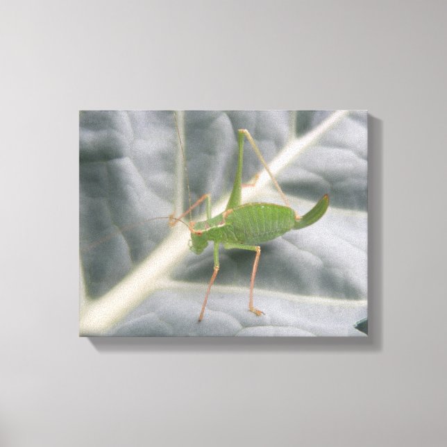 Green Cricket Macro Canvas Print Leinwanddruck (Vorderseite)