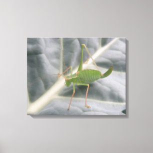 Green Cricket Macro Canvas Print Leinwanddruck