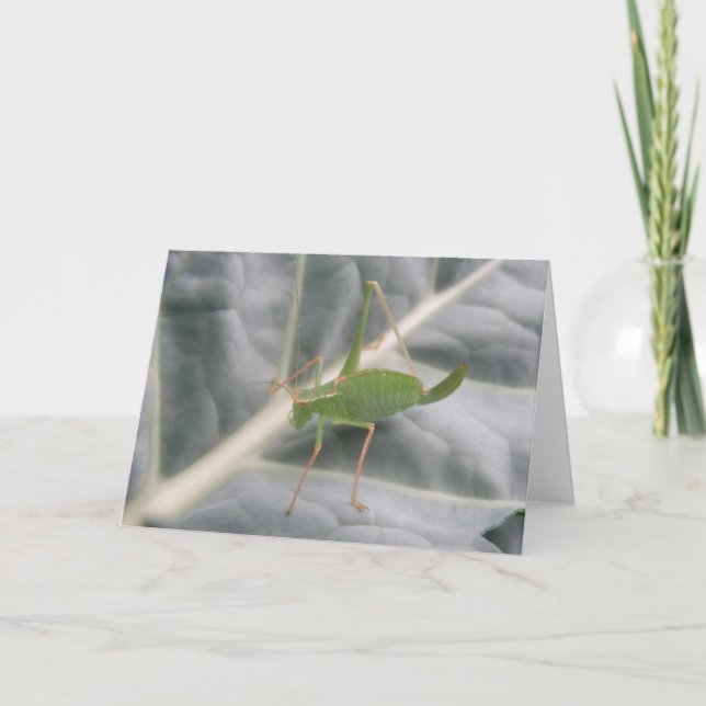 Green Cricket Macro Grußkarte Karte (Vorderseite)