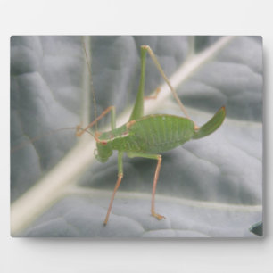 Green Cricket Macro Plaque Fotoplatte