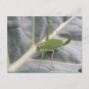 Green Cricket Macro Postcard Postkarte