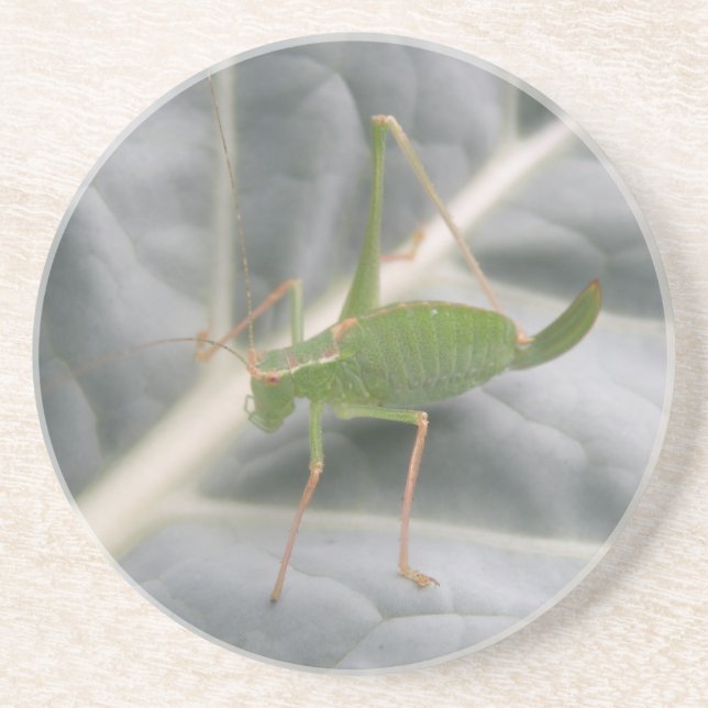 Green Cricket Macro-Untersetzer Untersetzer (Vorne)