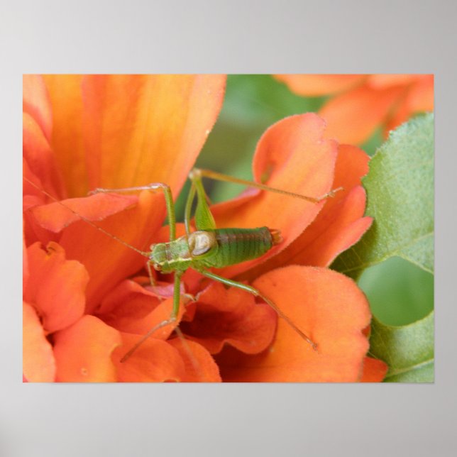 Green Cricket Print Poster (Vorne)