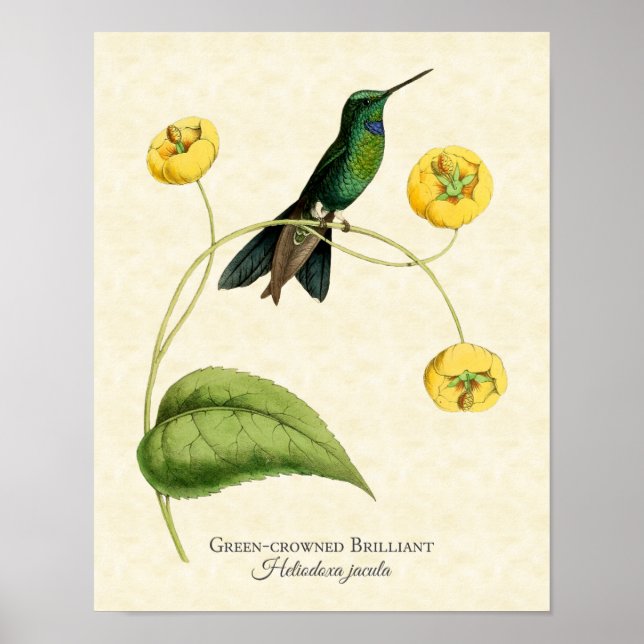 Green Crowned Brilliant Hummingbird Art Print Poster (Vorne)