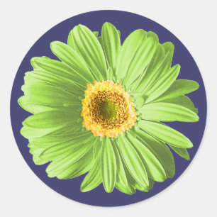 Green Daisy Blume Runder Aufkleber