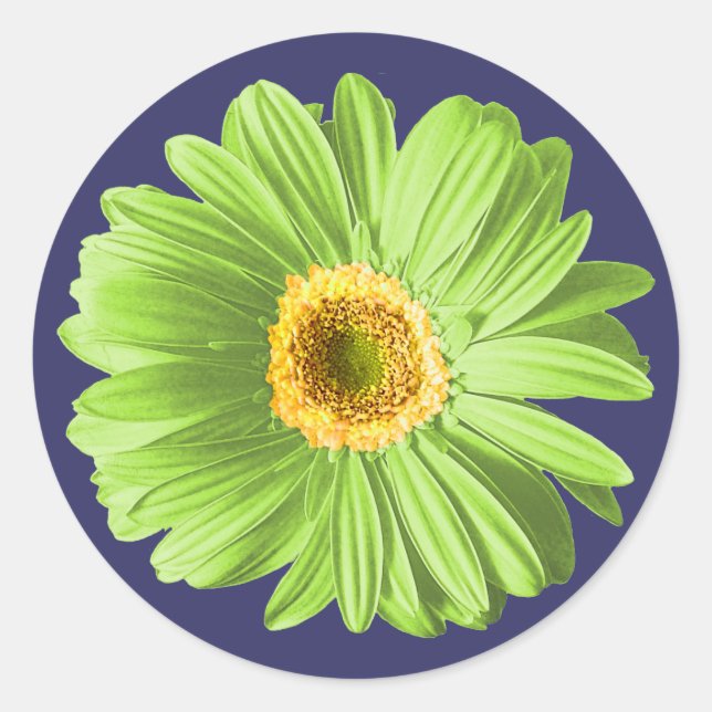 Green Daisy Blume Runder Aufkleber (Vorderseite)