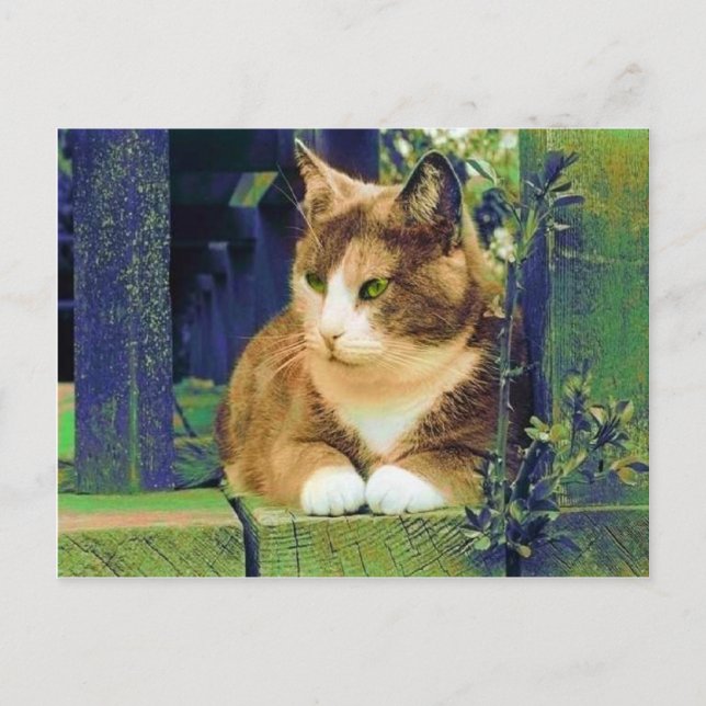 GREEN EYES POSTCARDS POSTKARTE (Vorderseite)