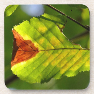 Green Fall Leaf Getränkeuntersetzer
