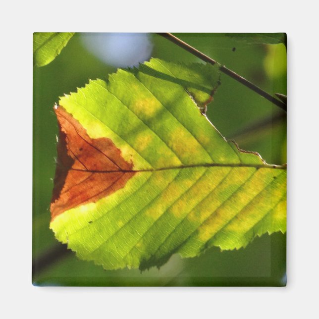 Green Fall Leaf Magnet (Vorne)