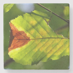 Green Fall Leaf Steinuntersetzer