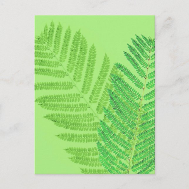 Green Fern Postkarte (Vorderseite)