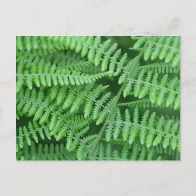 Green Ferns Nature Postkarte (Vorderseite)