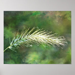 Green Foxtail Fotografien drucken Poster