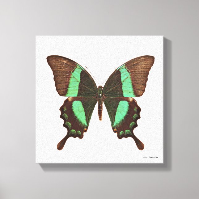 Green Frack Butterfly Leinwanddruck (Vorderseite)