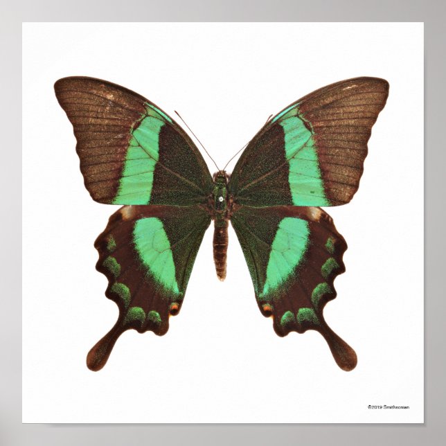 Green Frack Butterfly Poster (Vorne)