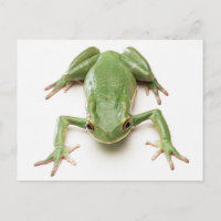 Green-Frog