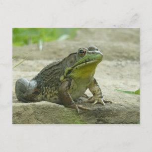 Green Frog. Postkarte