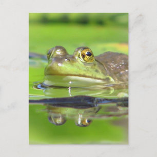 Green Frosch Postcard Postkarte