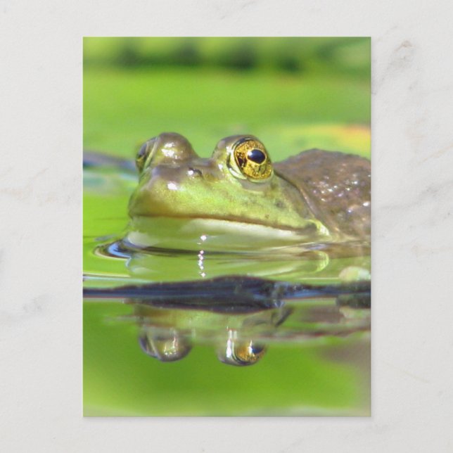 Green Frosch Postcard Postkarte (Vorderseite)