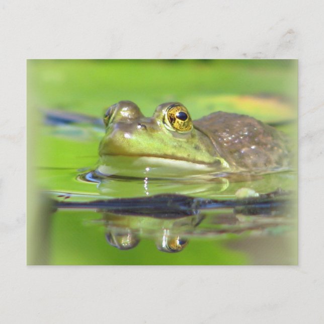 Green Frosch Postcard Postkarte (Vorderseite)