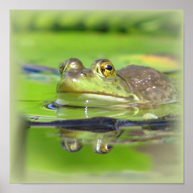 Green Frosch Print Poster (Vorne)