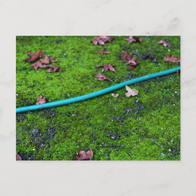 Green Garden Snake Hose Postkarte (Vorderseite)