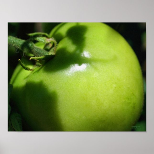Green Garden Tomato Poster (Vorne)