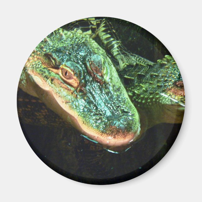 Green Gators Magnet (Vorne)