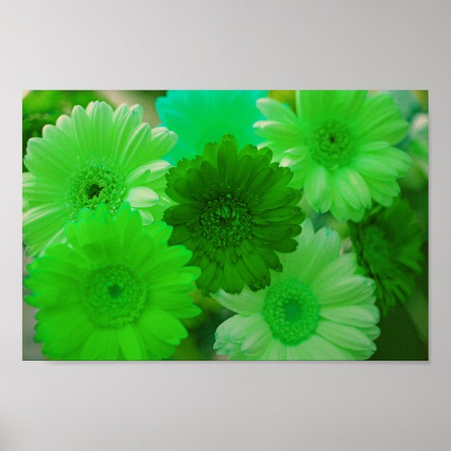 Green Gerbera Daisy Blume Wall Art Print Poster (Vorne)