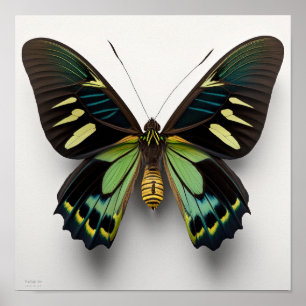 Green Goliath Birdwing Butterfly Art Print Poster