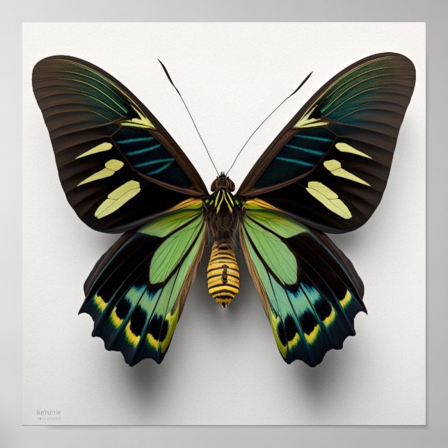 Green Goliath Birdwing Butterfly Art Print Poster (Vorne)