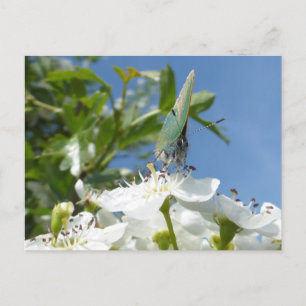 Green Hairstreak Butterfly DIY Postkarte