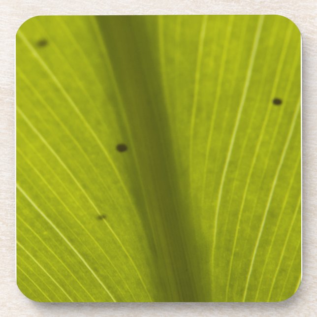 Green Hawaiin Leaf Nah hoch Untersetzer (Vorderseite)