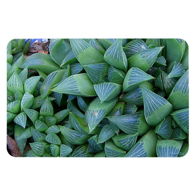 Green Haworthia Pflanze Magnet (Horizontal)