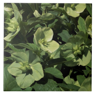 Green Hellebore Fliese