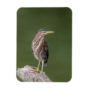 Green Heron auf einem Stein Magnet