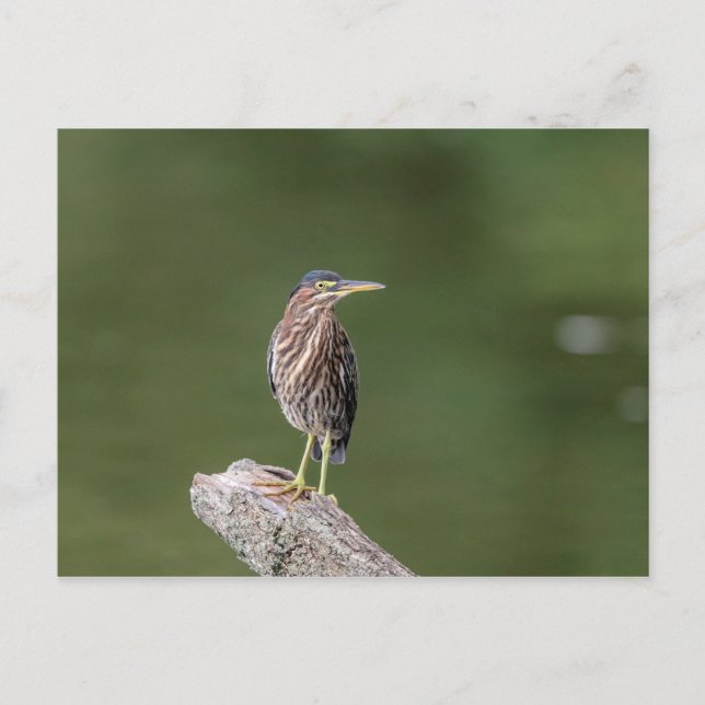 Green Heron auf einem Stein Postkarte (Vorderseite)