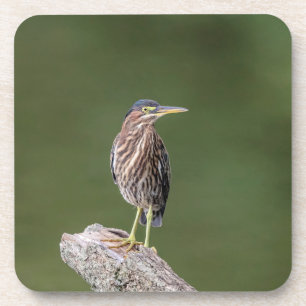 Green Heron auf einem Stein Untersetzer