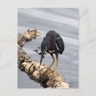 Green Heron Foto Postcard Postkarte