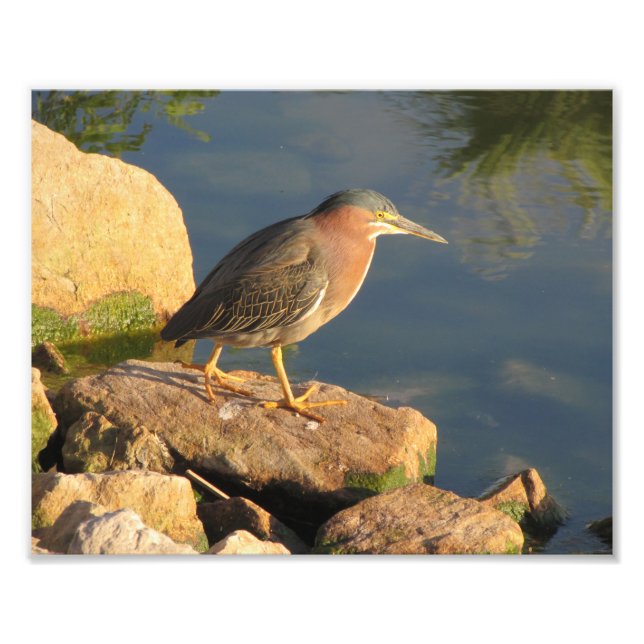 Green Heron Fotodruck (Vorne)
