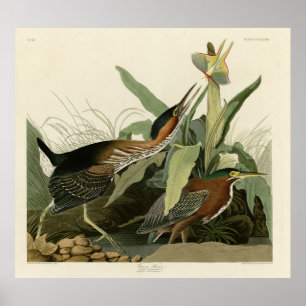 Green Heron, John James Audubons Vögel in Amerika Poster
